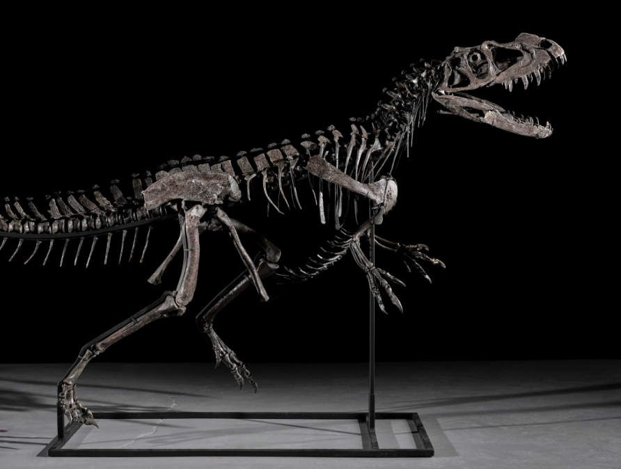 Fosilin Özellikleri ve Keşfi