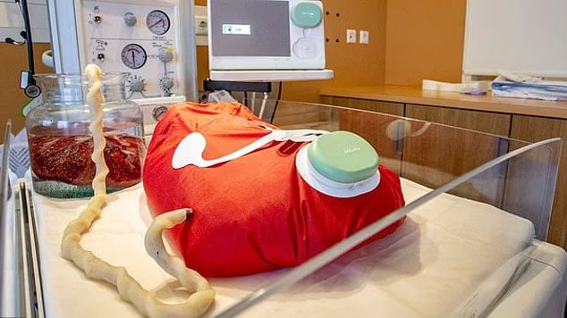 Hamile Robot Dönemi Başlıyor: Dünyanın İlk Örneği Yolda!