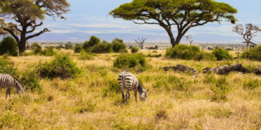 Kenya Savanında 18 Yıllık Deney Büyük Otçulların Ağaç Örtüsündeki Etkisini Gösterdi