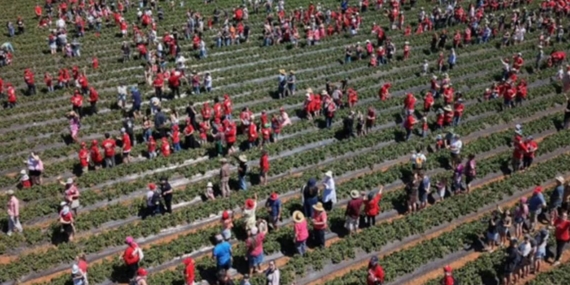 Avustralya’daki çilek çiftliğinde 1522 kişinin katılımıyla iki dünya rekoru kırıldı