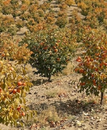Türkiye'de Üretilen Cennet Hurması Dünya Pazarlarında İhracat Payını Artırıyor