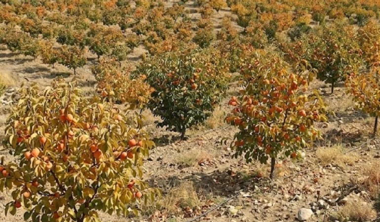 Türkiye'de Üretilen Cennet Hurması Dünya Pazarlarında İhracat Payını Artırıyor