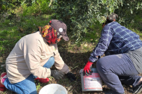 Hatay Samandağ'da Halhalı Zeytini Hasadı Başladı: Bahçede Kilogramı 150 Liraya Ulaştı
