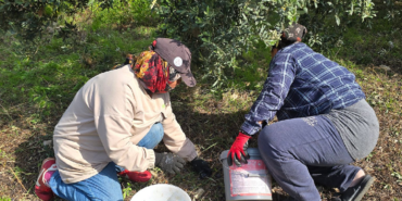 Hatay Samandağ'da Halhalı Zeytini Hasadı Başladı: Bahçede Kilogramı 150 Liraya Ulaştı